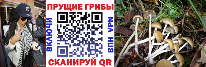 Псилоцибиновые грибы Magic Shrooms  купить закладку  Долгопрудный 